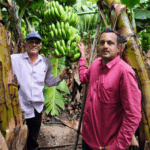 Maharashtra Farmer Dheeraj Jagtap Earns ₹40 Lakh from 4-Acre Banana Farm, Highlighting a Shift Towards Export-Driven Agriculture